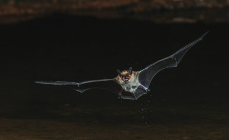 Long-eared myotis bat drinking on the fly, USA Arizona